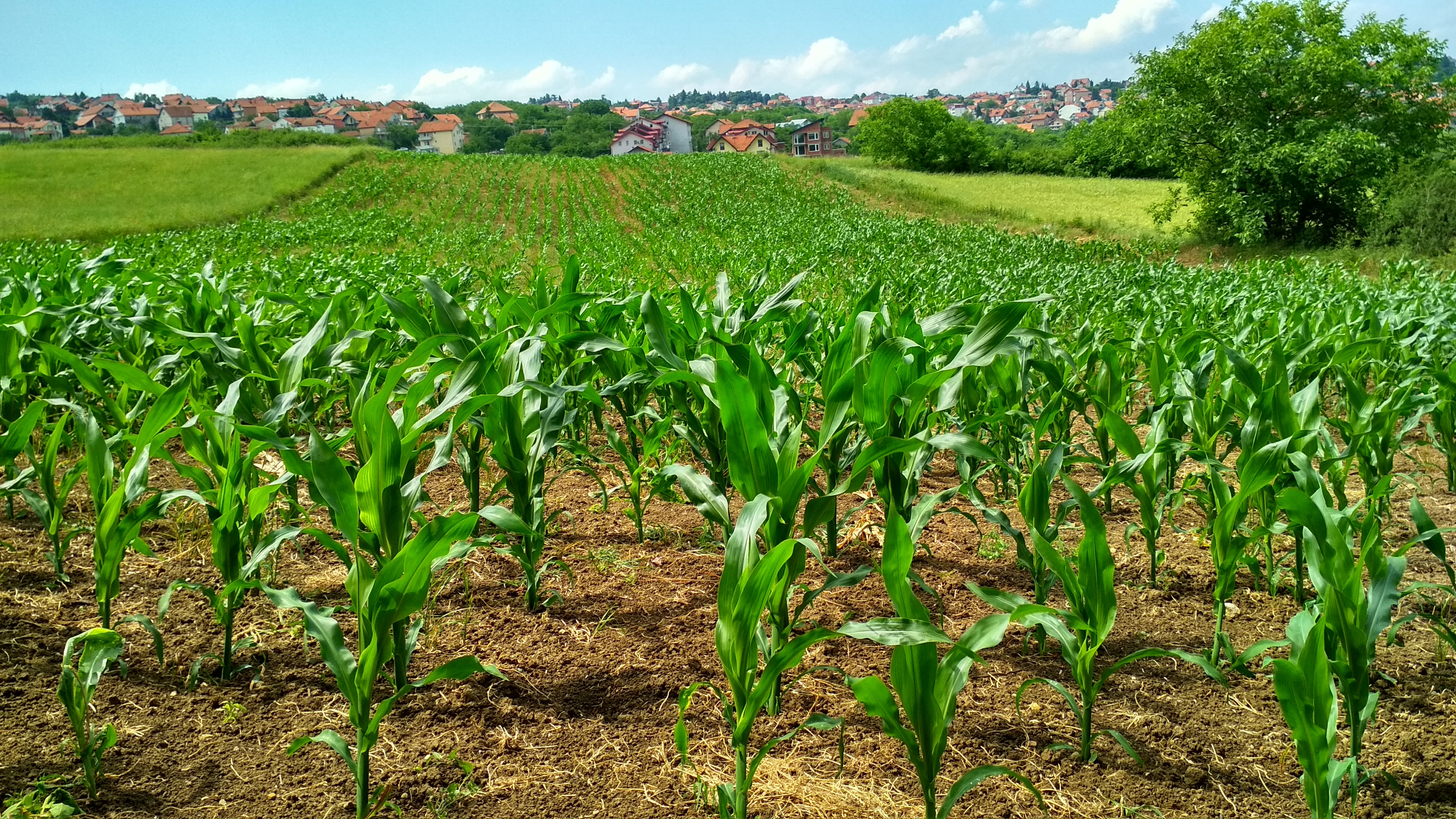 Oxford Green Farms